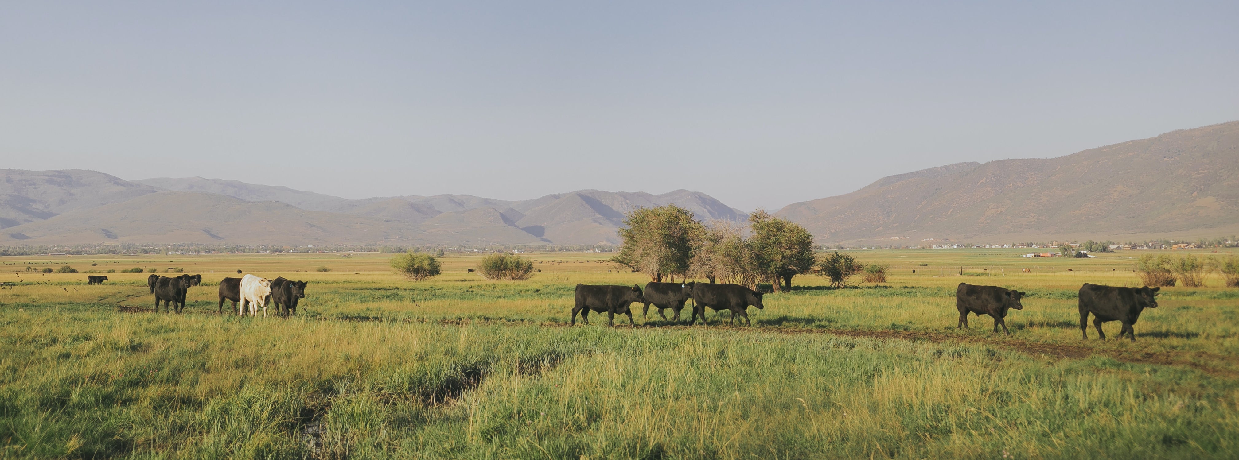 Ballerina Farm Ballerina Farm Mountain Raised Meat