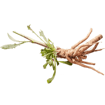 INULIN CHICORY ROOT