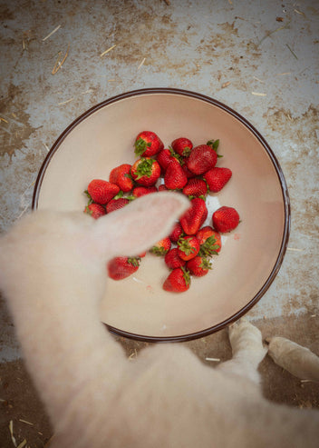 Farmer Protein Powder | 24g of Protein | Ballerina Farm