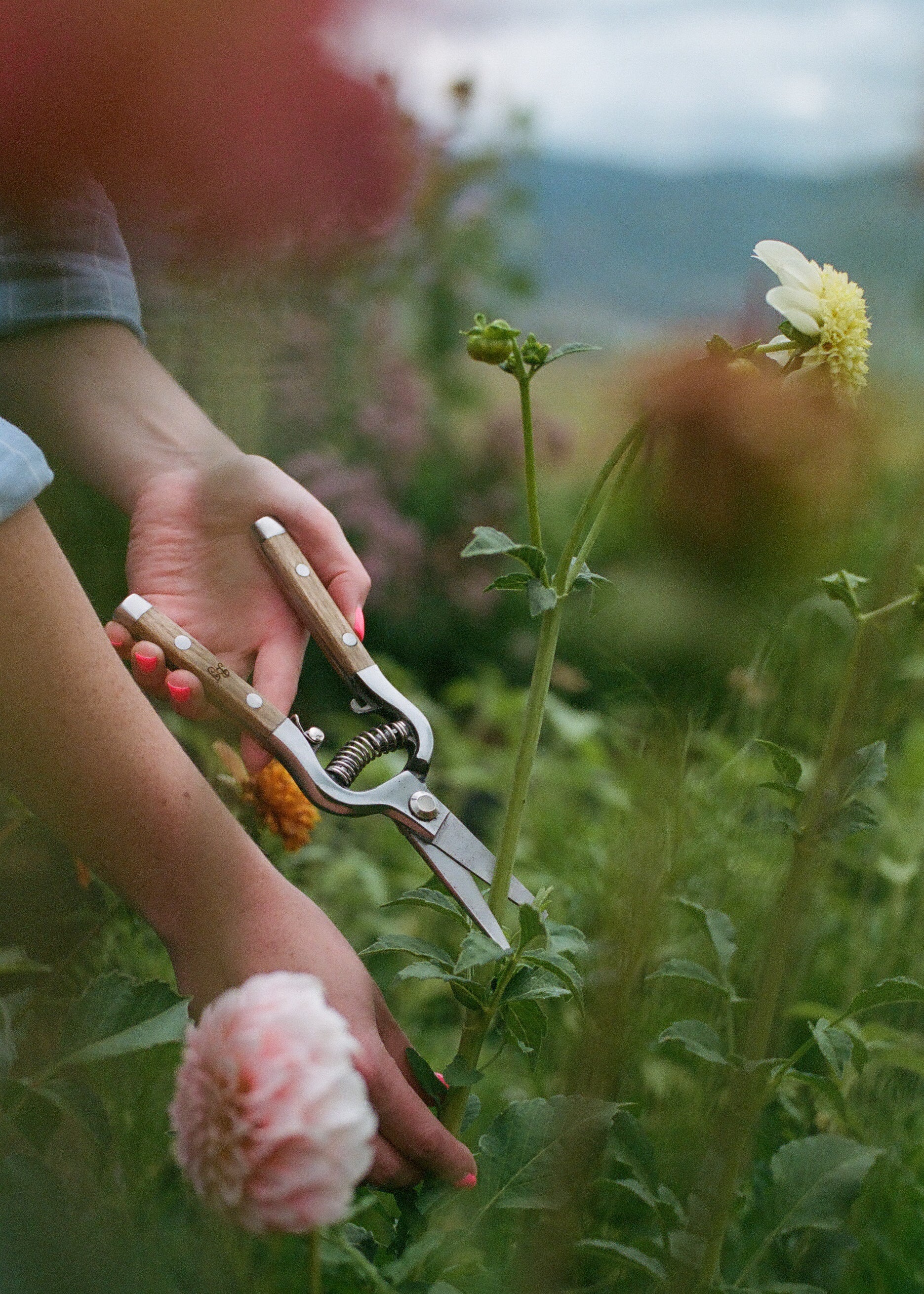 Cannabis Trimming Shears : , Discount Tools & Supplies for Farm,  Garden, Greenhouse, Landscape, Nursery, Orchard & Vineyard