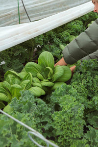 Fall Harvest Bundle - Local Only - Ballerina Farm